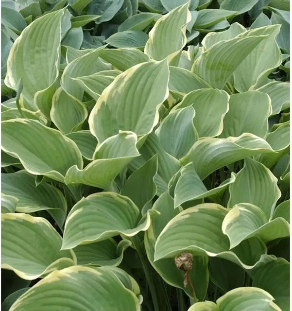 Hosta nigrescens Funkie Regal Splendour Gartenpflanze in Blau und Grün - Bild 1