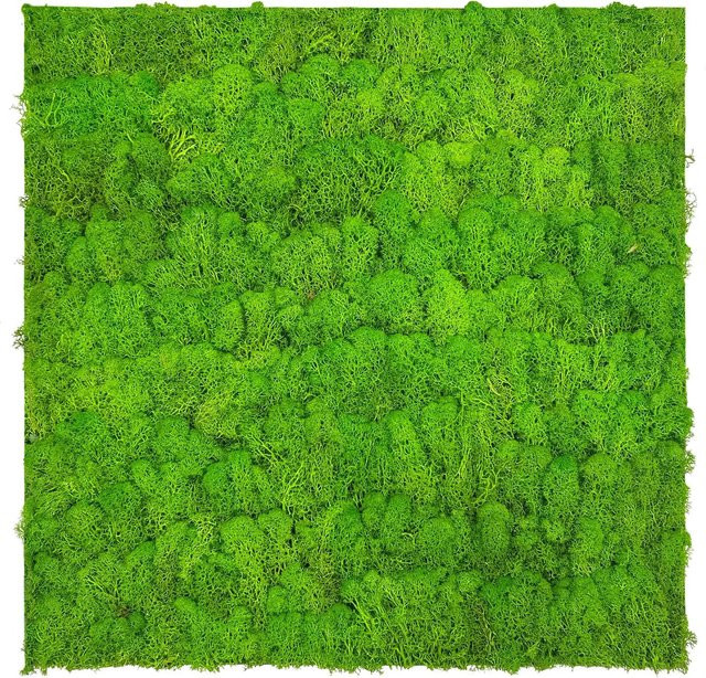 Jangal Wandpaneel Modular Wall Moos in Bright Green, B/H: 52 x 52 cm - Bild 1