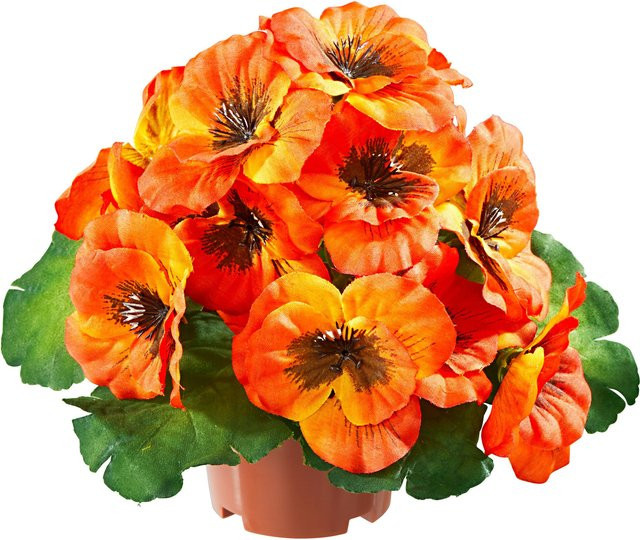Orangefarbenes Stiefmütterchen in Topf von Moderne Hausfrau mit floralem Design - Bild 1