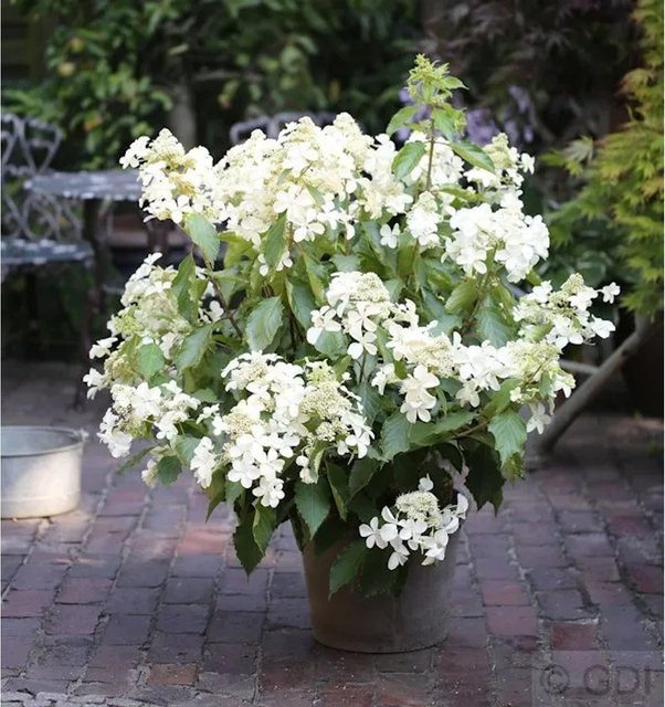 Rispenhortensie Levana Hydrangea paniculata weiß von Nr-01.de, Höhe: 40-60 cm - Bild 1