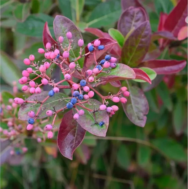 Amerikanischer Schneeball Brandywine Viburnum nudum Strauch in Weiß und Mehrfarbig, Höhe: 30-40 cm - Bild 1