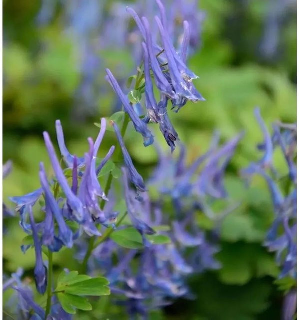 Corydalis Blue Heron Gebogener Lerchensporn Blaue Staude im Topf - Bild 1
