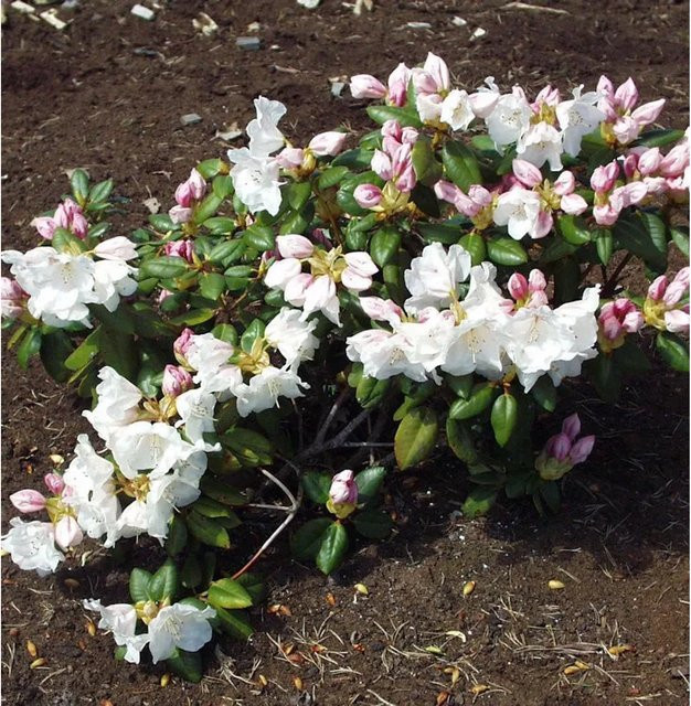 Rhododendron williamsianum Gartendirektor Rieger von Nr-01.de, Höhe: 50-60 cm - Bild 1
