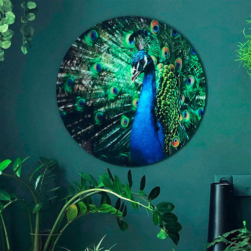 K&L Wall Art Glasbild Retro Pfau Pfauenfeder Blau in Mehrfarbig, Durchmesser: 50 cm - Bild 2