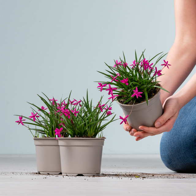 3er Set Rhodohypoxis Rosafarbener Grasstern von BLUME2000 für Garten, Beete und Balkonkästen - Bild 1