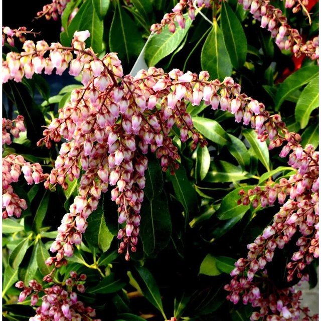Pieris japonica Valley Rose Schattenglöckchen in Rosa und Weiß, Höhe: 20-25 cm - Bild 1