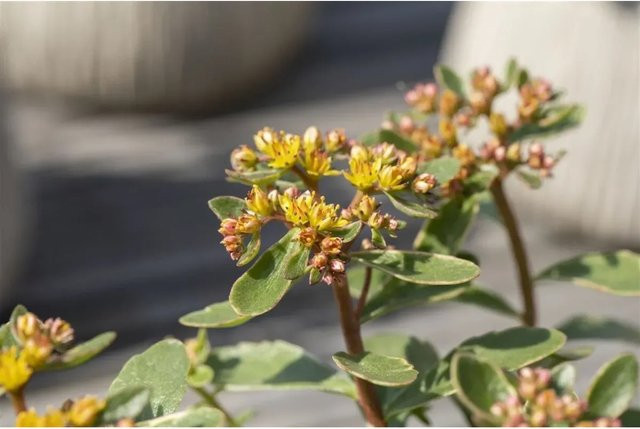 Sedum Kamtschaticum Variegatum Buntlaubige Fetthenne als Bodendecker in Topf 9x9 cm - Bild 1