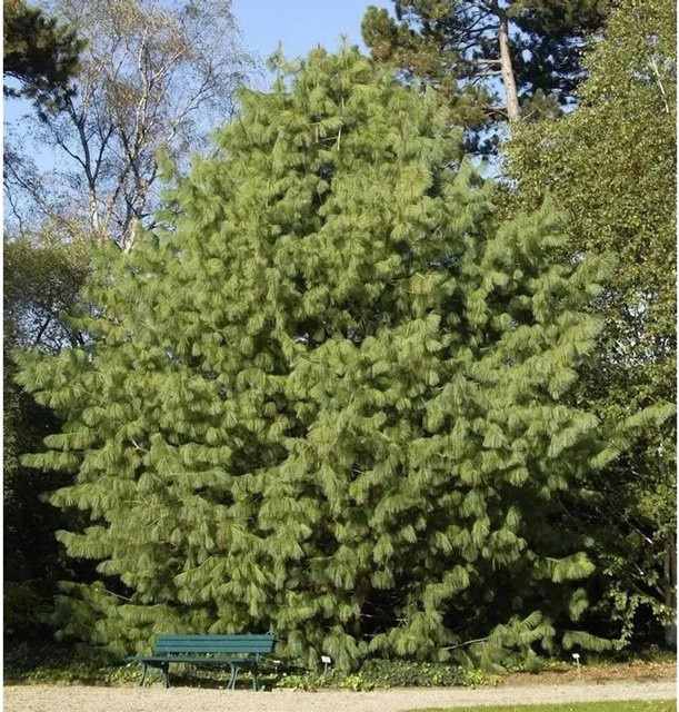 Tränenkiefer Pinus wallichiana Baum in bläulichgrau und grün, Höhe: 40-50 cm - Bild 1