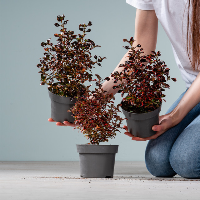 3er Set Coprosma Red Ruby Zierstrauch von BLUME2000 für Balkon, Terrasse oder Wintergarten - Bild 1