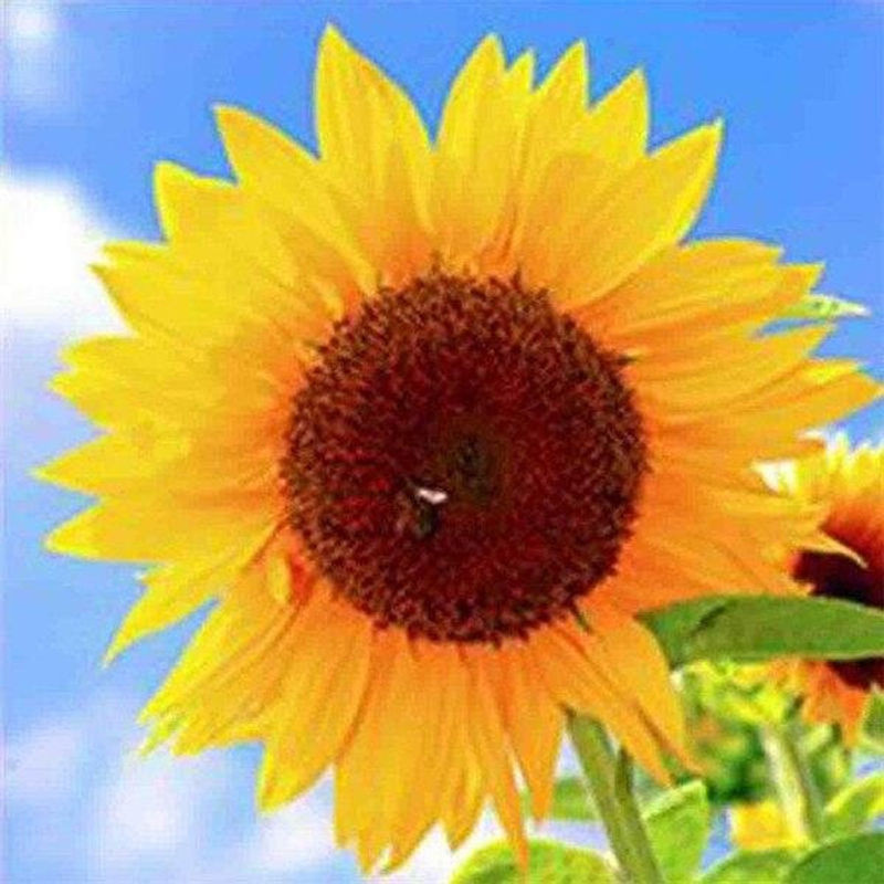 FIYO Diamant-Gemälde Sonnenblume als Diamond Painting Set, quadratisch, blau und gelb, B/H: 40 x 40 cm - Bild 1
