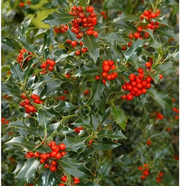 Gemeine Stechpalme Ilex aquifolium als grüner Strauch für deinen Garten, Höhe: 125-150 cm - Bild 1