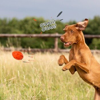 Petsation Kauspielzeug Ball, orange - Bild 3