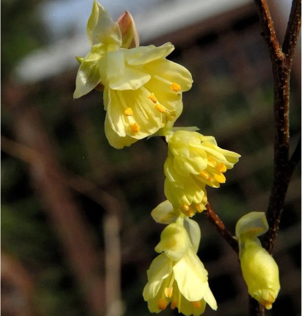 Niedrige Scheinhasel Corylopsis pauciflora gelber Zierstrauch für den Garten, Höhe: 30-40 cm - Bild 1