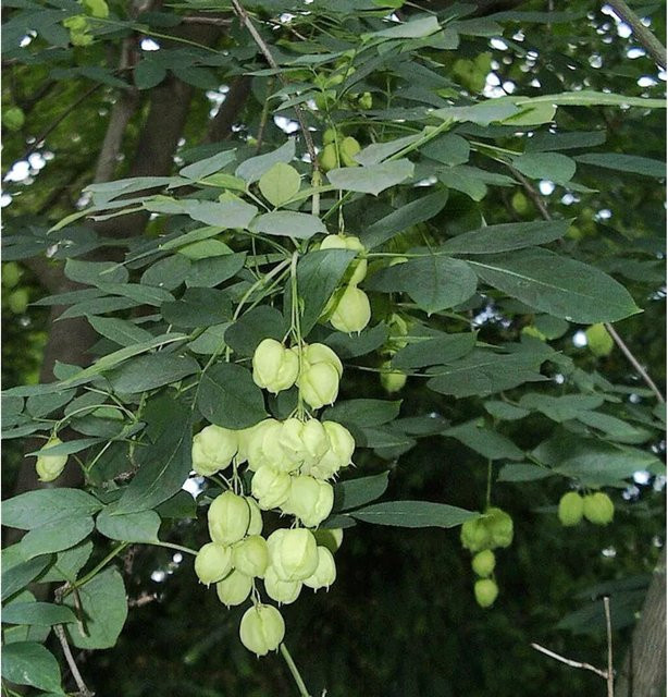 Gemeine Pimpernuss Staphylea pinnata Strauch für deinen Garten, Höhe: 40-60 cm - Bild 1