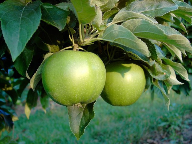 Apfel Granny Smith Compact Obstbaum mit kompaktem Wuchs und guter Lagerfähigkeit - Bild 1