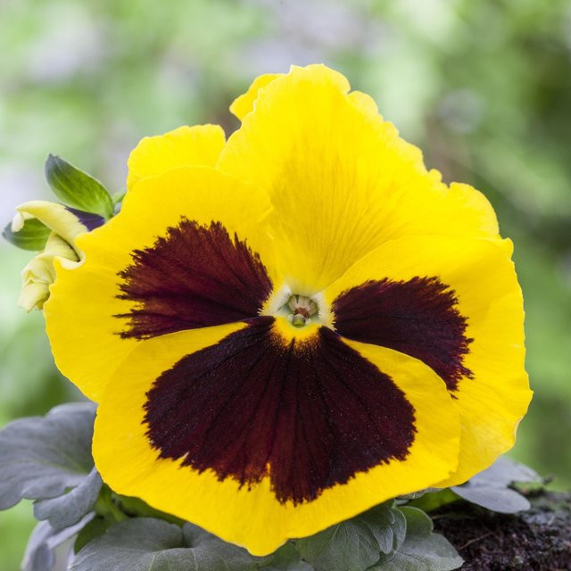 Stiefmütterchen Viola in Schwarz-Gelb von Mein schöner Garten Shop - Bild 1