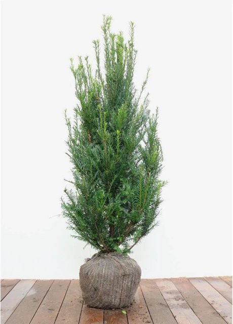 Taxus baccata Eibe als grüne Heckenpflanze für den Garten, Höhe: 100-125 cm - Bild 1