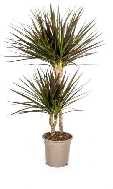 Exotenherz Dracaena Marginata Magenta Zimmerpflanze in Pink und Grün, Höhe: 70-90 cm, Topf-Durchmesser: 19 cm - Bild 1