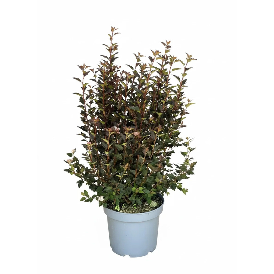 Baumfink Physocarpus Magical Sweet Cherry Tea als Zierstrauch im Topf - Bild 2