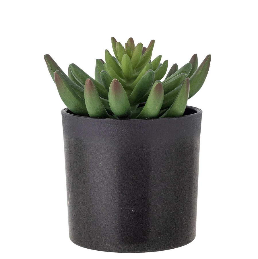 Bloomingville Echeveria Sukkulente im Topf, Grün/Schwarz, Durchmesser: 9 cm - Bild 1