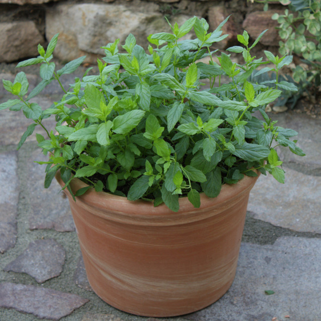 Blu Bio-Marokkanische Teeminze Mentha im Topf - Bild 2