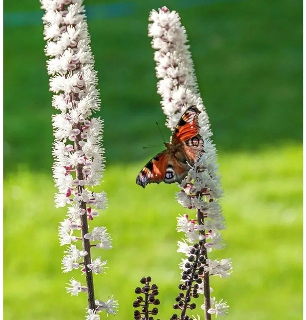 Actaea simplex Silberkerze Stauden in Weiß und Silber für den Freilandbereich - Bild 1