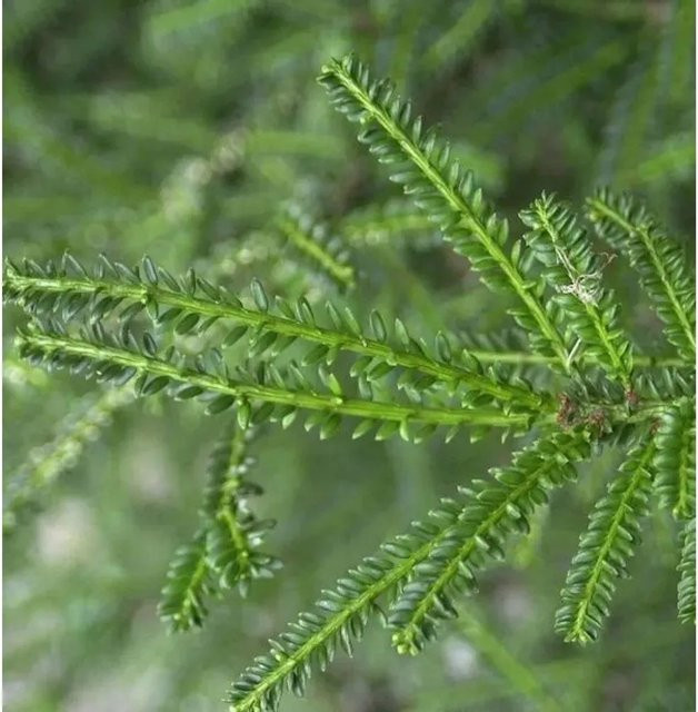 Taxus baccata Kurznadlige Eibe Rushmore von Die Nr-01.de, Farbe: Grün, Höhe: 80-100 cm - Bild 1