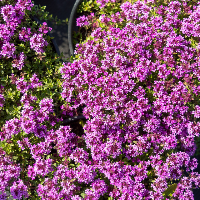 Roter Sand-Thymian Coccineus mit rosa Blüten als winterharte Bodendecker-Pflanze für den Garten - Bild 1