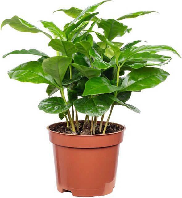 Value Greens Coffea Arabica pflegeleichte exotische Kaffeepflanze in Grün, Höhe: 15 cm, Topf-Durchmesser: 9 cm - Bild 1