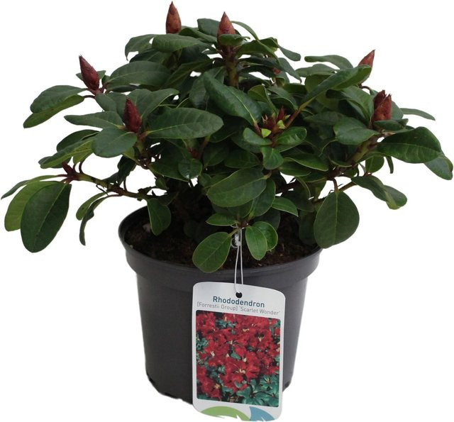 GROW by OBI Zwerg-Rhododendron Scarlet Wonder in Rot und Grün, Höhe: 22,5 cm - Bild 1