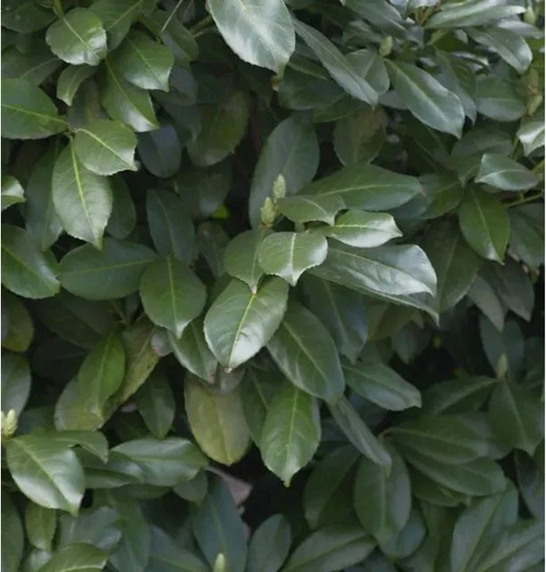 Hochstamm Lorbeerkirsche Etna Prunus laurocerasus als grüne Zierpflanze für den Garten, Höhe: 100-125 cm - Bild 1