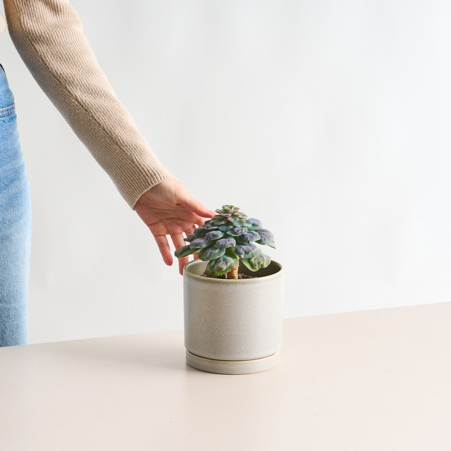 Echeveria Blue Heart Sukkulente von Green Living in Blau und Grün mit herzförmiger Rosette für den Tisch - Bild 1