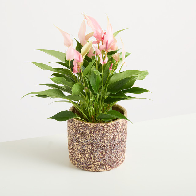 Keramik Übertopf BLUME2000 in Rot und Gold für den Tisch, Höhe: 13 cm - Bild 1