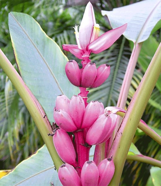 Rosa Zwerg-Banane - Bild 1
