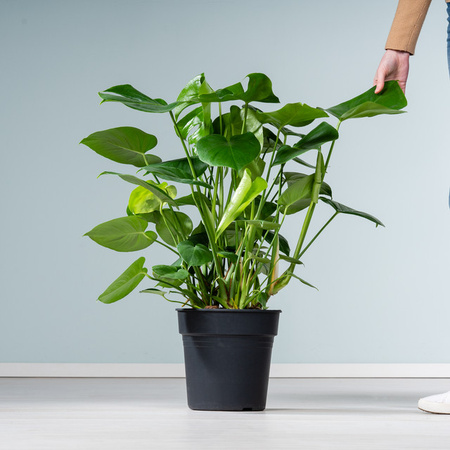 Monstera Deliciosa Zimmerpflanze von BLUME2000 in Grün, Größe L
