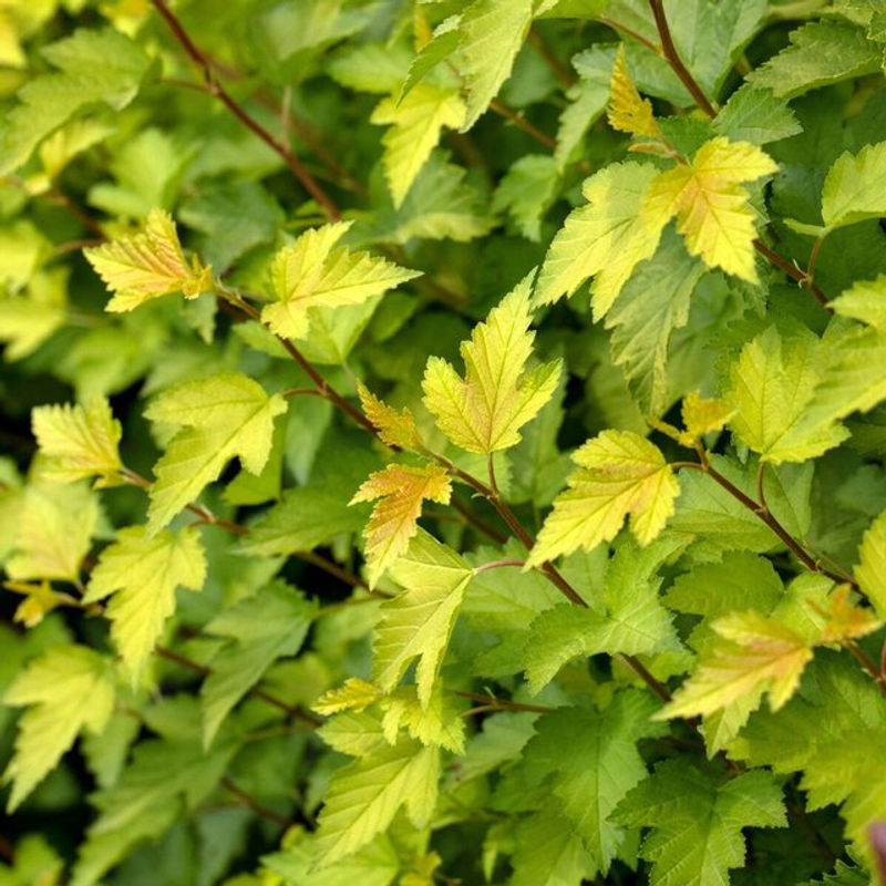 Fasanenspiere Nugget Physocarpus opulifolius in Weiß - Bild 1