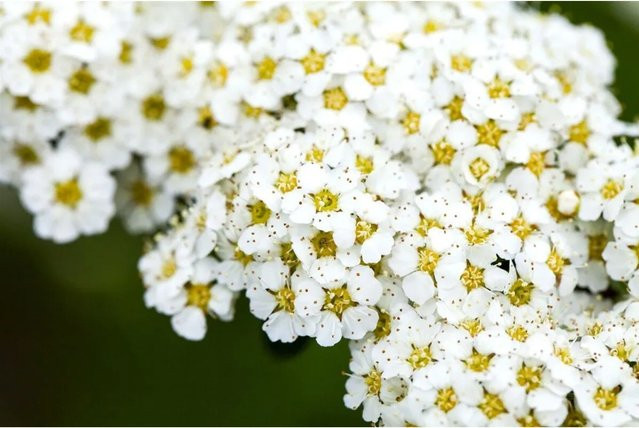 Spiraea arguta Spring Ornamental Shrub mit weißen Blüten, Höhe: 150-175 cm - Bild 1