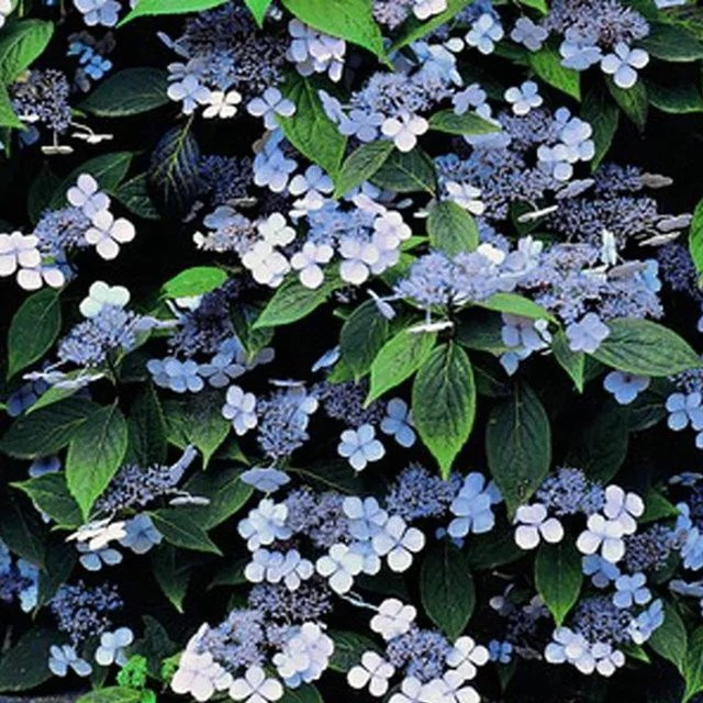 Arborix Tellerhortensie Bluebird Hydrangea serrata in Blau oder Pink im Container, Höhe: 25 bis 30 cm - Bild 1