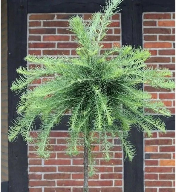 Europäische Zwerg Lärche Larix kaempferi Hochstamm von Nr-01.de, Farbe: Grün, Höhe: 100-125 cm - Bild 1