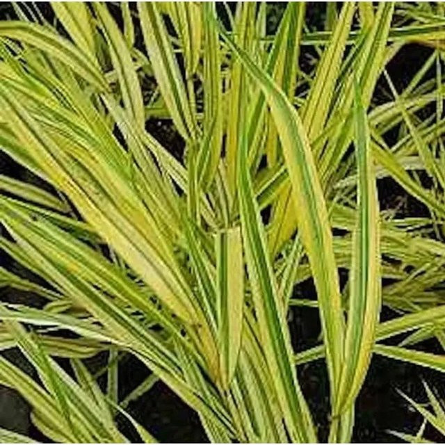 Japanisches Berggras Hakonechloa macra Naomi in grünem Topf - Bild 1