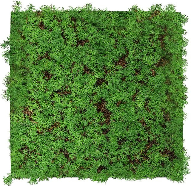 Jangal Wandpaneel Modular Wall aus Thuja und Tea Tree in Grün, B/H: 52 x 52 cm - Bild 1