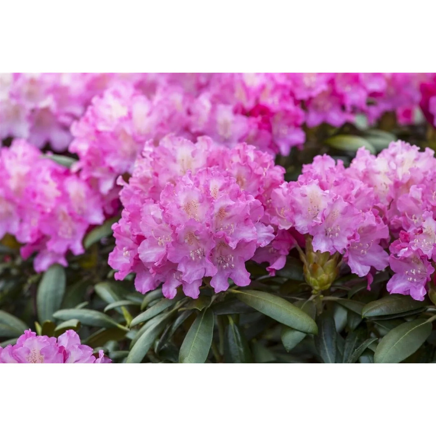 Rhododendron Hybr. Anastasia mit rosa Blüten, Zierstrauch für den Garten, Höhe: 40 cm - Bild 2