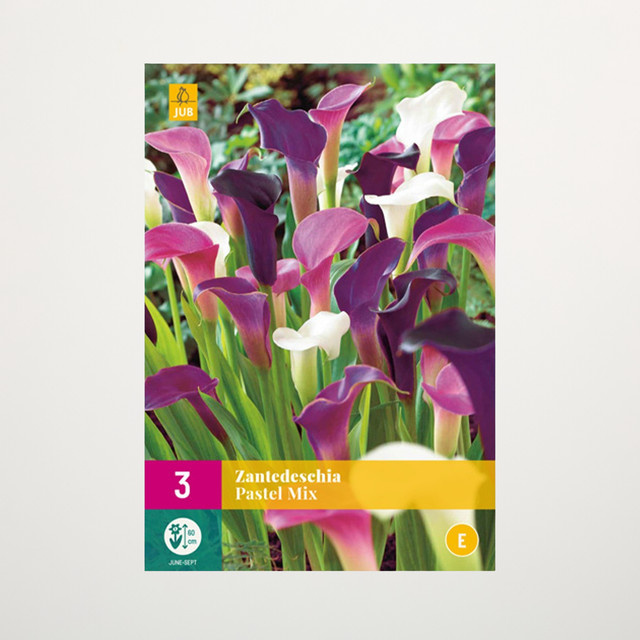 Calla Pastel Mix von BLUME2000 mit 3 Wurzeln - Bild 1