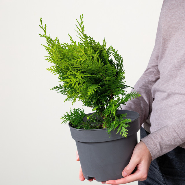 Scheinzypresse Stardust Chamaecyparis lawsoniana von BLUME2000 - Bild 1