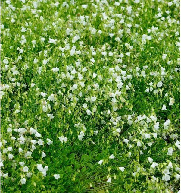 Zwergglockenblume White Baby Campanula cochleariifolia in Weiß als winterharte Staude für Garten, Steingarten und Mauerfugen - Bild 1