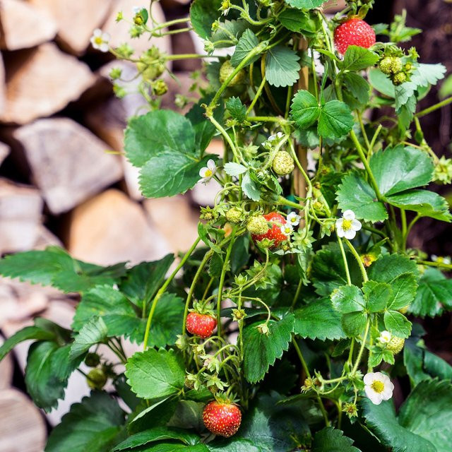 Erdbeere Lucky Berry® von Mein schöner Garten Shop, weiß - Bild 1