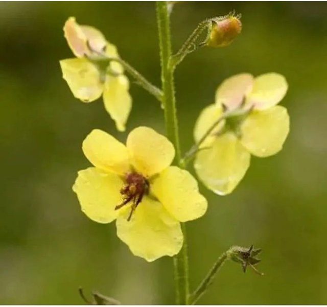 Königskerze Cotswold Queen Verbascum Hybrid gelbe Staude - Bild 1