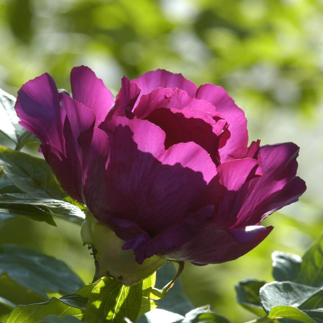Pfingstrose BLUME2000 lila im Topf als mehrjährige Staude - Bild 1