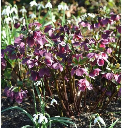 Christrose Pretty Ellen Red Helleborus orientalis in Rot