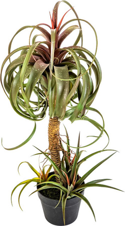 Künstliche Tillandsia Hannes von Aplanta als Kunstbaum mit einer Höhe von 78 cm